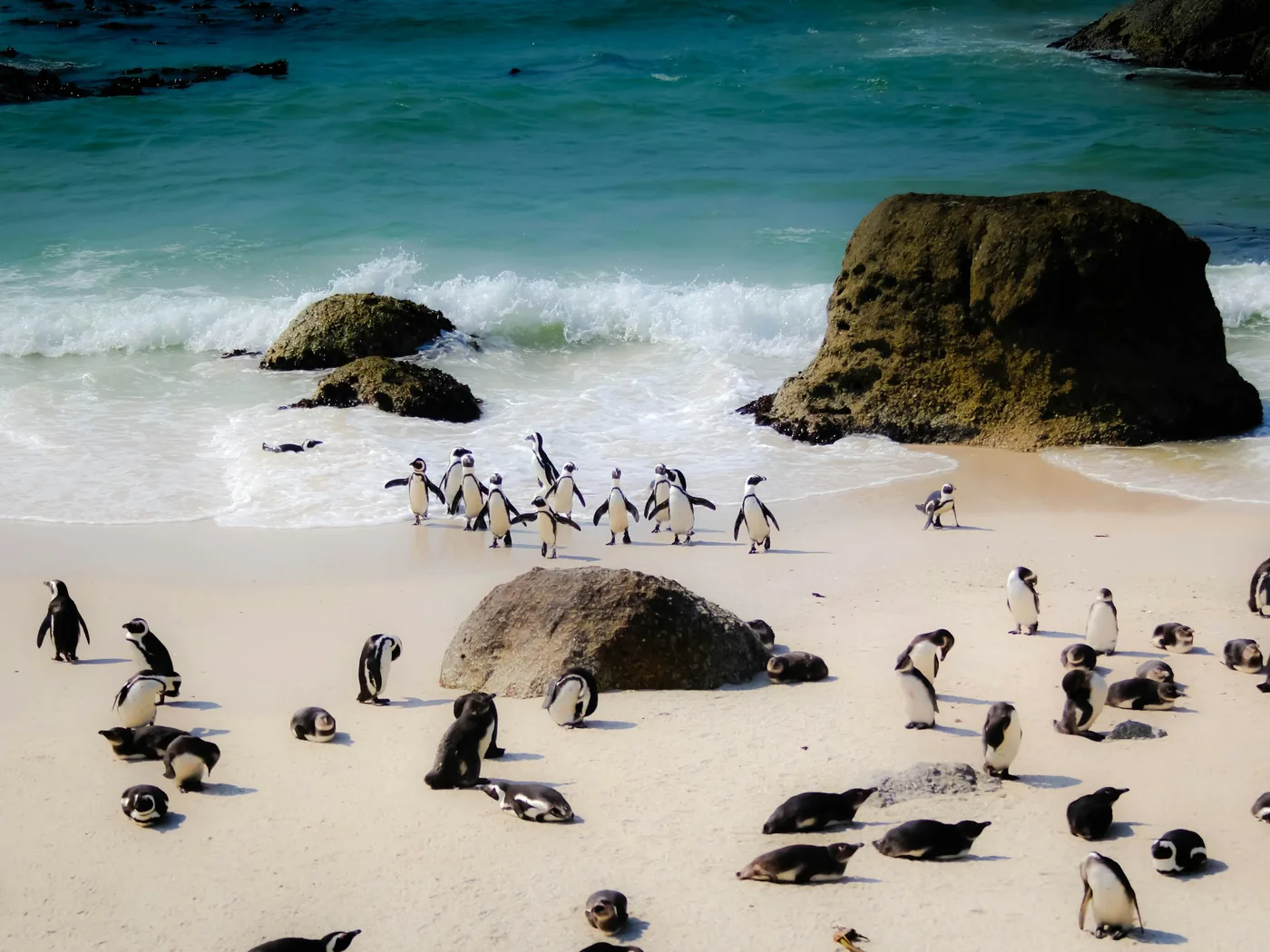 Afričtí tučňáci na písku u Boulders Beach